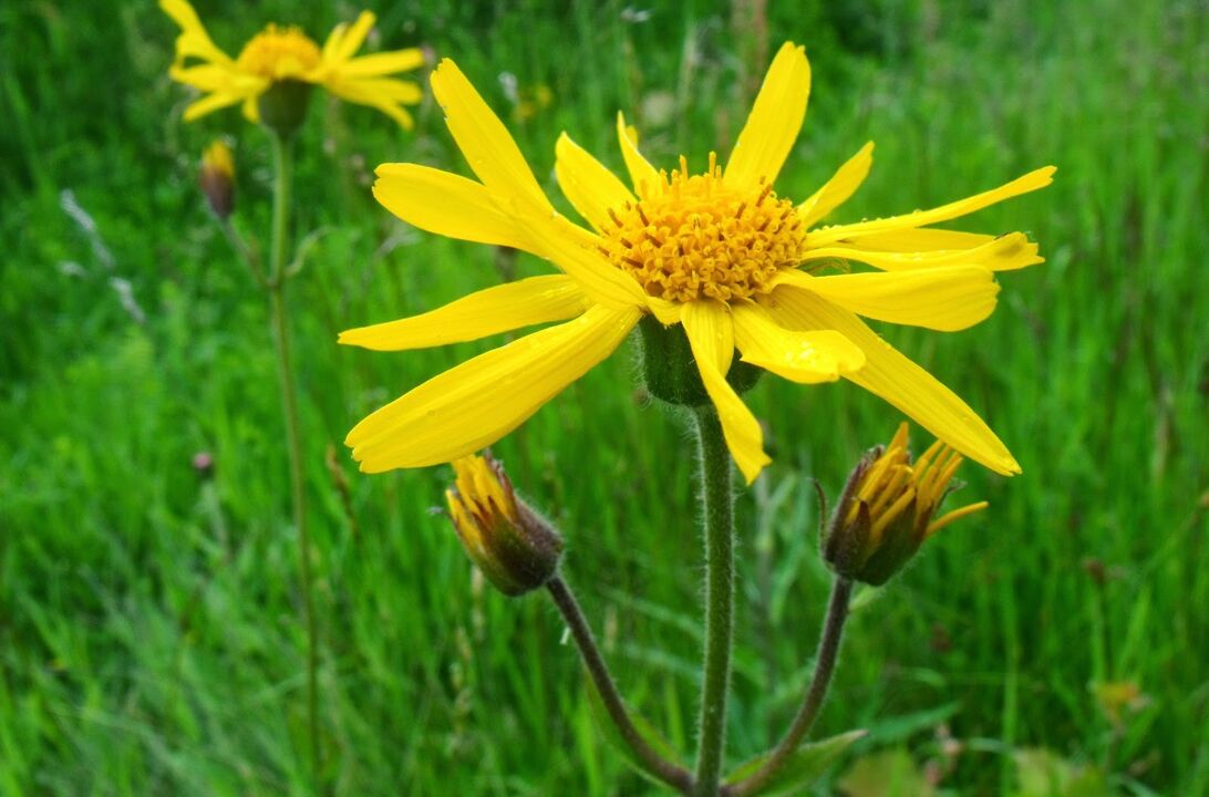 arnica fir d'Behandlung vun thoracic osteochondrosis